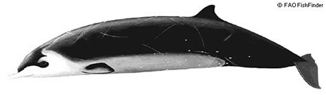 Hectors Beaked Whales ~ Marinebio Conservation Society