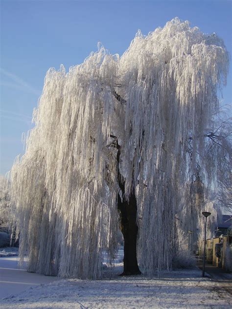 Green Weeping Willow Tree