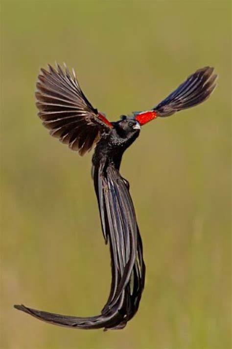 Top 10 Birds With Amazing Tails Birds Tailed 10 Things