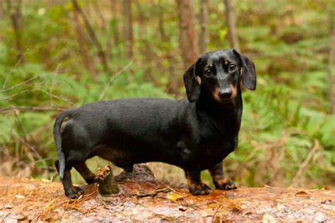 The Dachshund Breed Info Personality And Traits Etcpets