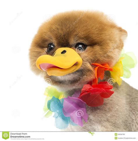 Pomeranian Dog Wearing Hawaiian Lei And Duck Beak Stock Image Image