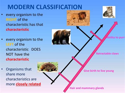 Ppt Classification Powerpoint Presentation Free Download Id2329047