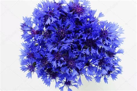 Bouquet Blue Flowers Cornflowers On White Background Top View — Stock