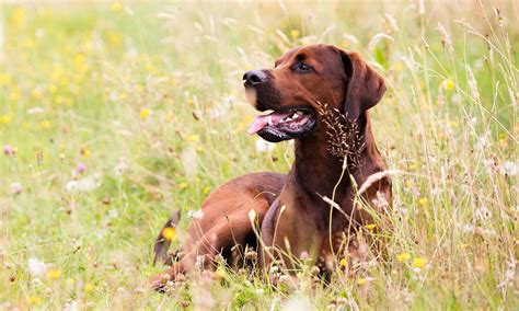 Redbone Coonhound Breed Characteristics Care And Photos Bechewy