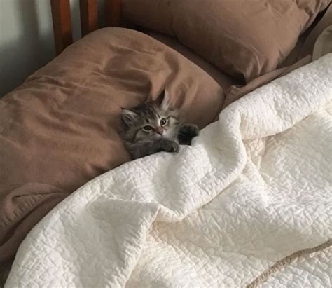 People In This Online Group Shared 50 Of The Coziest Tucked In Kitties
