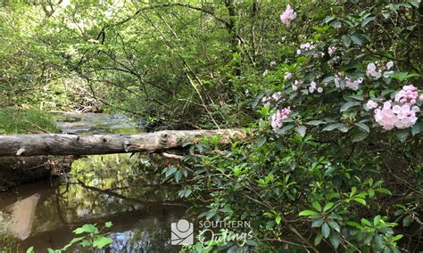 Walk Through The Mountain Laurel And Rhododendron At These Parks