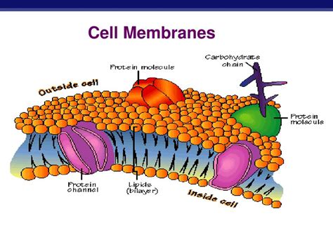 Ppt Cell Membranes Powerpoint Presentation Free Download Id3093244