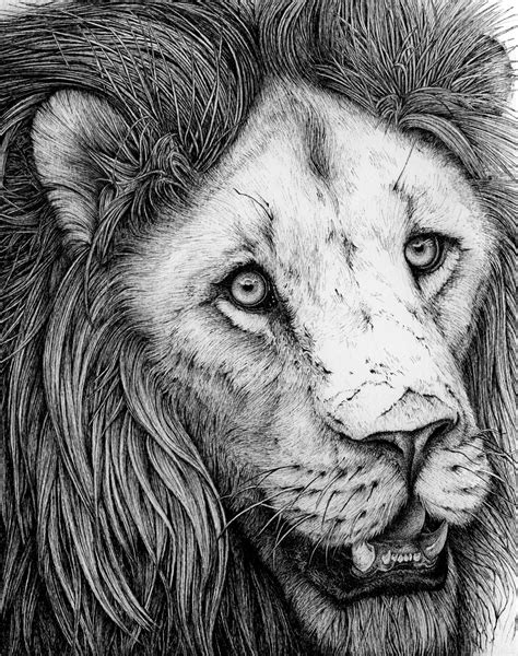 Lion Drawings On Behance