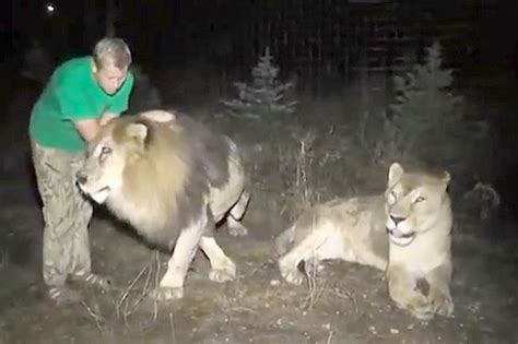 Beautiful Moment Lioness Is Reunited With Man Who Raised Her As A Cub World News Mirror Online