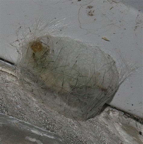 Rather than the milkweed tussock moth, this is the spotted tussock moth, lophocampa maculata, based on images posted to bugguide. caterpillar to cocoon in progress, Tussock moth cocoon ...