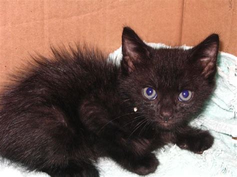Cutest Fluffy Black Kitten Needs A Home
