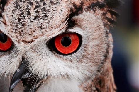 Owl With Red Eyes Desktop Wallpaper