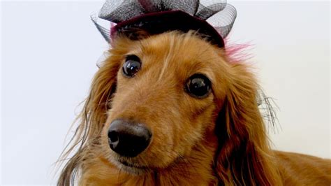 This Artist Dressed Her Tiny Dog In High Fashion Hats Just In Time For