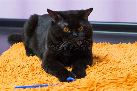 Black British Cat With Orange Eyes Huns For A Toy Stock Image Image