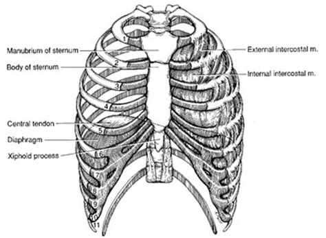 There are twelve (12) pairs of ribs and all articulate posteriorly with the thoracic vertebrae. Kinkease Use and Uses: Chest Wall Pain