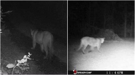6 Cougar Sightings Confirmed In Michigan So Far This Year Dnr Says