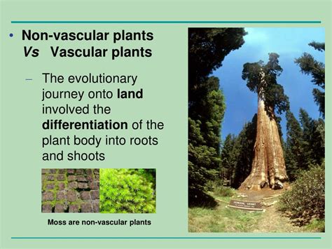Ppt Water Transport In Vascular Plants Powerpoint Presentation Free