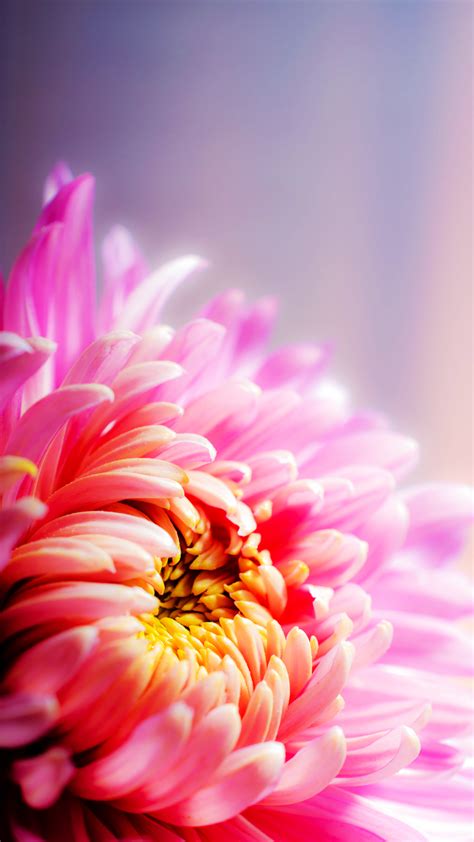 Ultra Hd Floral Pink Wallpaper For Your Mobile Phone 0388