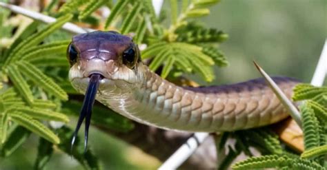 The Top 10 Most Venomous Snakes In The World