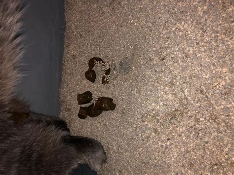 Around Xmas My Cat Pooped And There Was Blood On It I Took Her To The