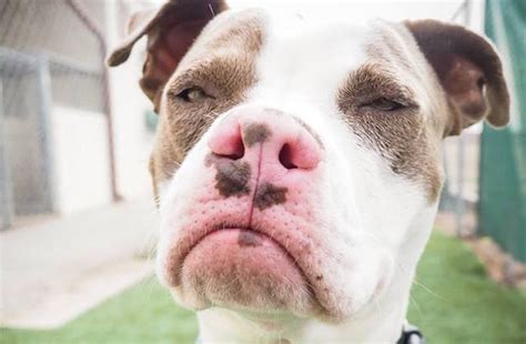 Beloved Internet Grumpy Dog Finally Adopted Good News Network