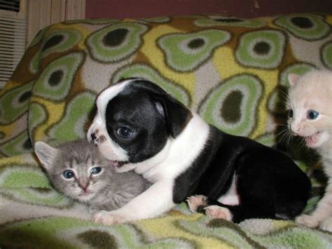Cute Puppy With Baby Cats Funny Picture