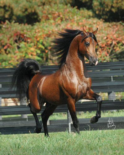 Baske Afire With Images Horses Arabian Horse Beautiful Horses