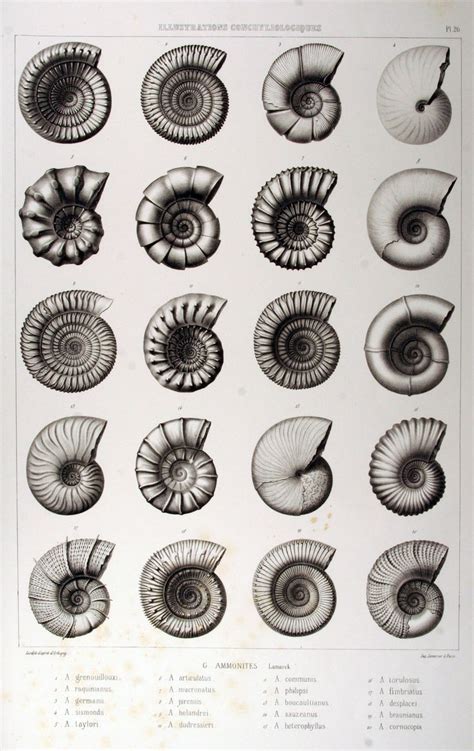 Img6503 1876×2976 Scientific Illustration Fossils Drawings