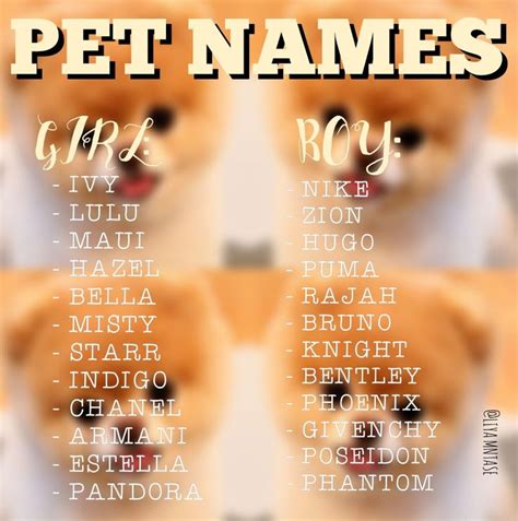 Pet Names🐶🐱🐰 Cute Pet Names Cute Animal Names Cute Names For Dogs