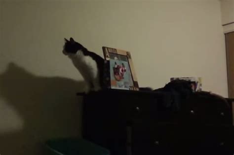 Cat Fails Her Jump Video Boomsbeat