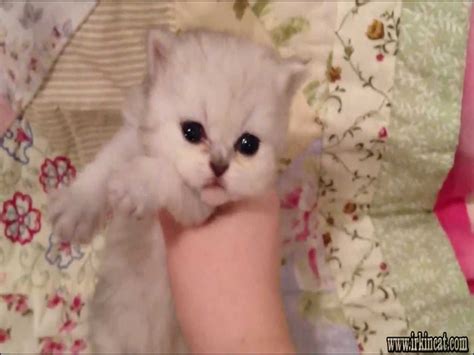 The Low Down On Teacup Kitten For Sale And Why You Must Take Action