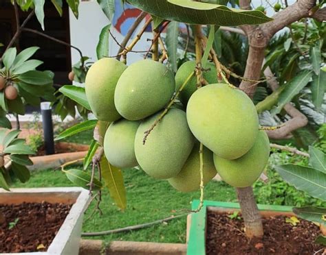 How To Grow Mango From Seed Step By Step Hort Zone