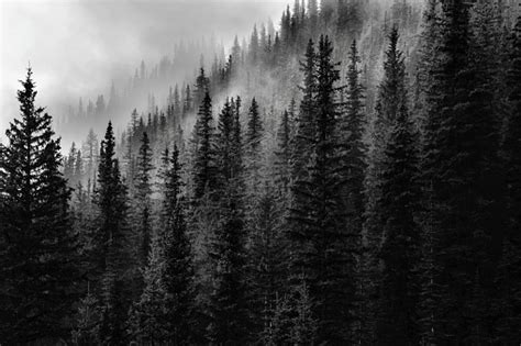 1000 Black And White Forest Pictures Download Free Images On Unsplash