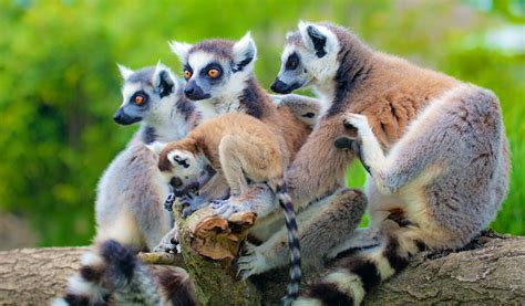 World Lemur Day Celebrates Madagascars Incredible Animal