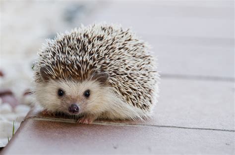Hedgehogs Hd Wallpapers