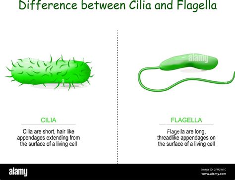 Difference Between Cilia And Flagella Biomadam Riset