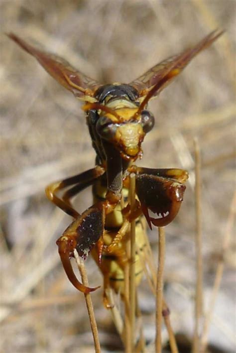 Mantidfly Looks Like Praying Mantis And Wasp Video Mantidfly