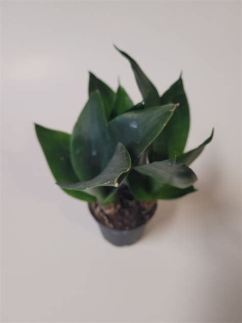 Dwarf Sansevieria Black Jade Plant With Etsy