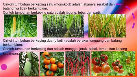 Contoh Tumbuhan Berkembang Biak Dengan Cara Generatif Lengkap Dengan