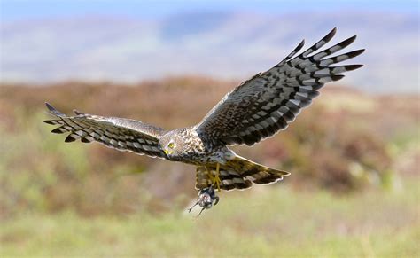 Guest Blog Photographing Hen Harriers By Gordon Yates Mark