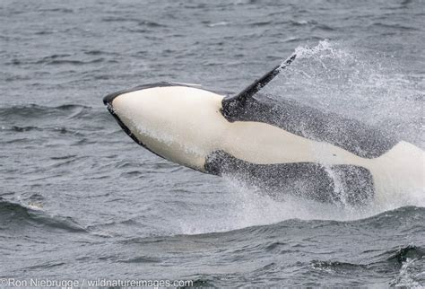 Orca Breaching Tongass National Forest Alaska Photos By Ron Niebrugge