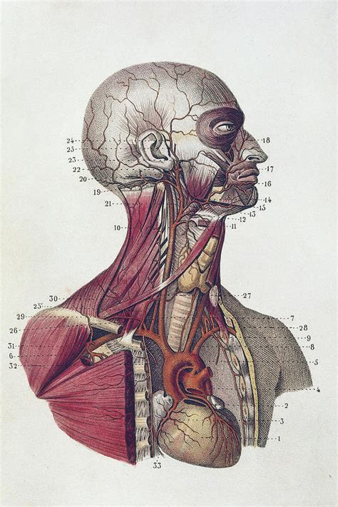Head And Neck Anatomy Photograph By De Agostini Picture Library