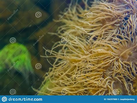 Tentacled Sea Anemones On A Rock Underwater In Closeup
