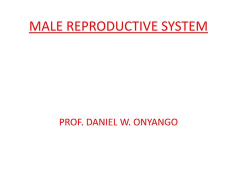 Solution Male Reproductive System Studypool