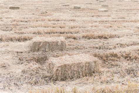 Dry Straw Haystack Stock Image Image Of Farming Stack 92091315