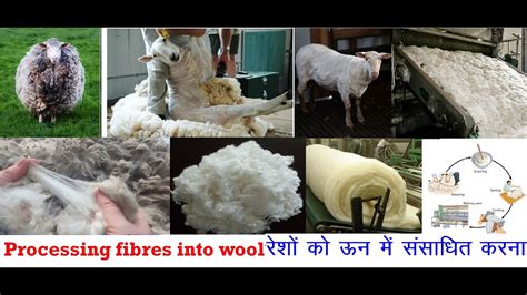 Steps Of Processing Fibre Into Wool Ncert 7th Science Youtube