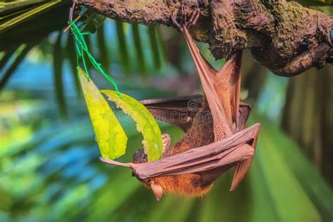 Malayan Bat Hanging On A Tree Branch Stock Image Image Of Brown