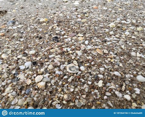 Shell Fragments At The Beach Stock Photo Image Of Wildlife Stonewall