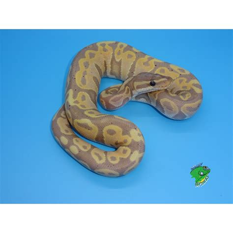 Banana Woma Ball Python Hatchling Strictly Reptiles Inc