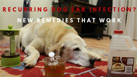 Green Tea And Apple Cider Vinegar For Dog Ear Infection Apple Poster